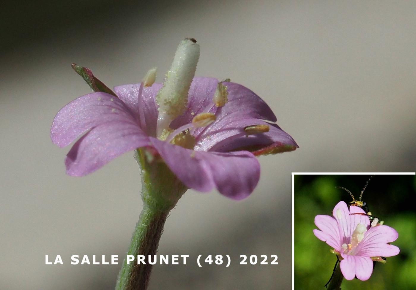 Willow-herb, Square-stalked flower